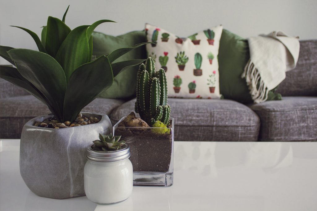 Indoor plants that help you sleep, plants on a white table with a gray couch in the background